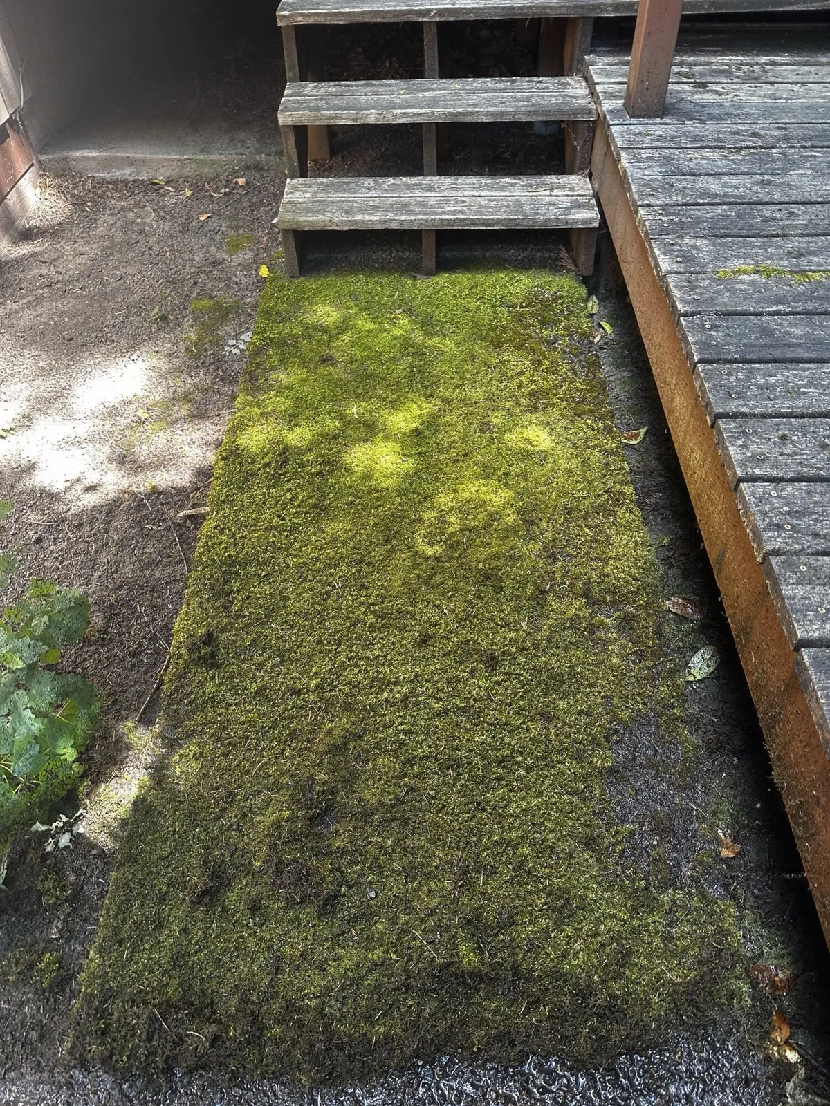 Before: aggregate strip beside deck stairs carpeted in thick green moss