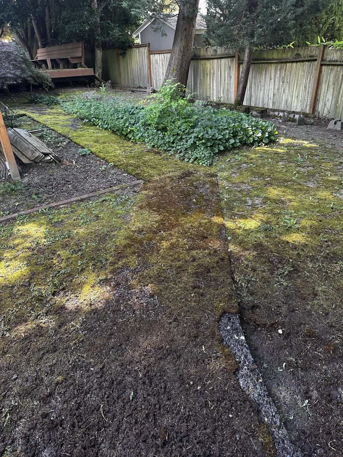 Before: backyard concrete path completely buried under a carpet of moss