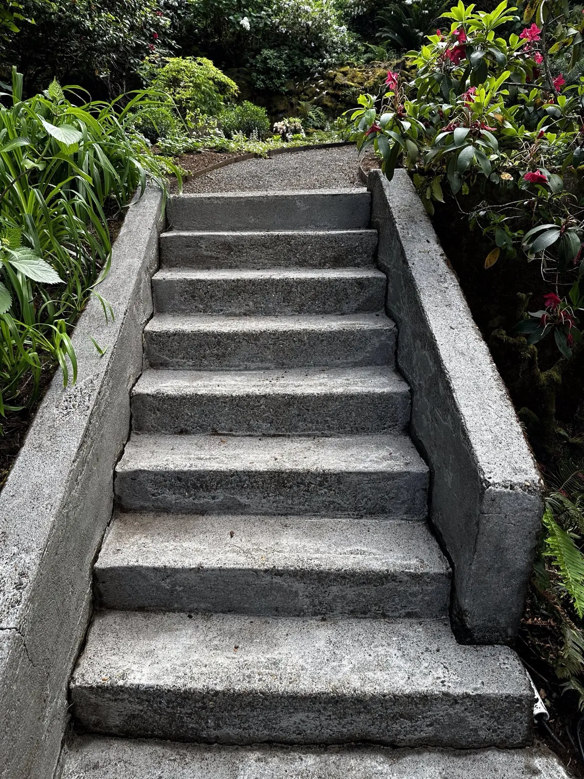 Concrete garden stairs clean and bright beside rhododendrons