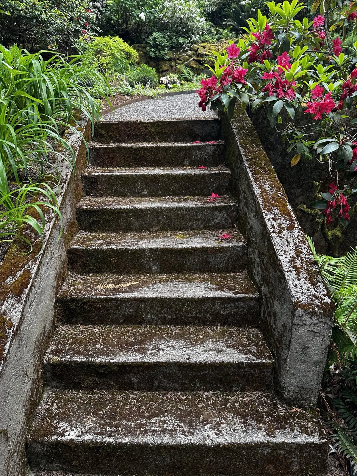 Before: mossy concrete garden stairs beside red rhododendrons
