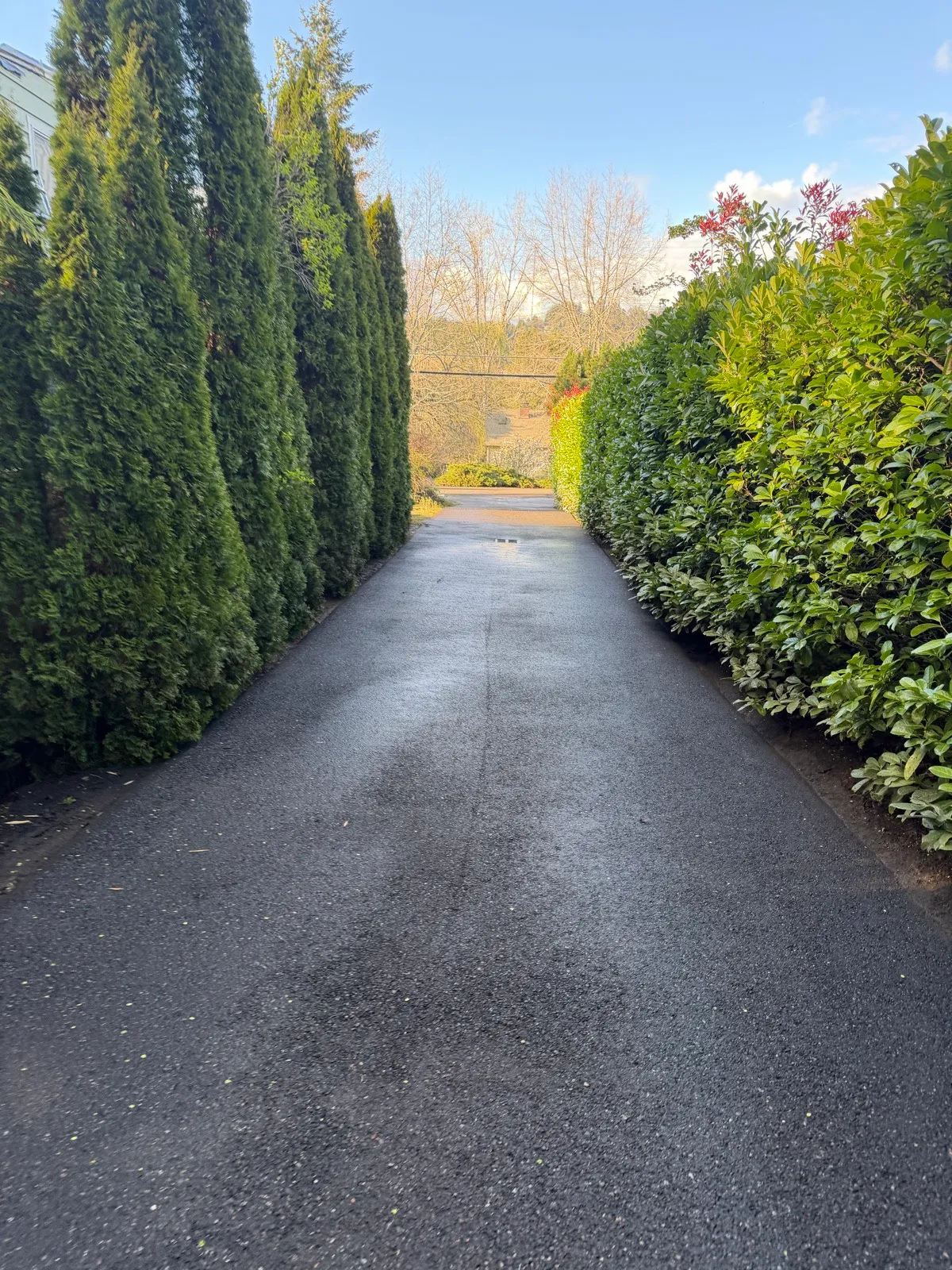 Hedge-lined driveway clean from edge to edge