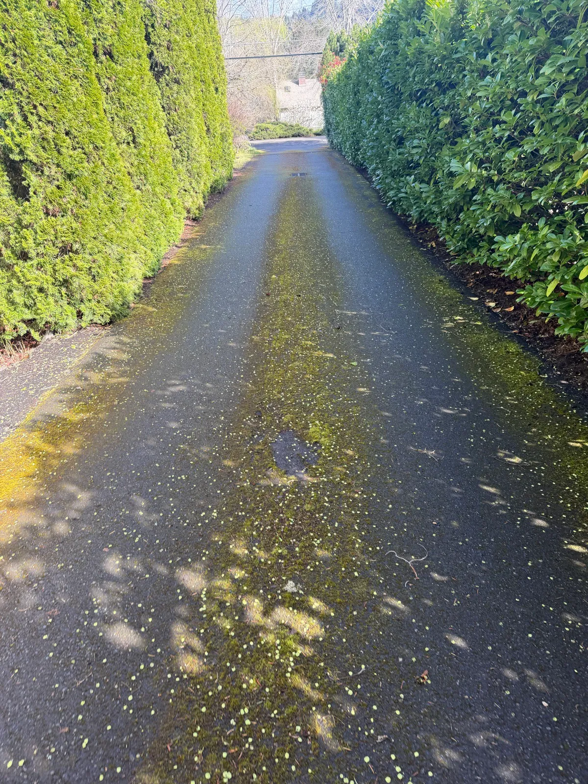 Before: asphalt driveway between tall arborvitae hedges with a green moss strip down the center