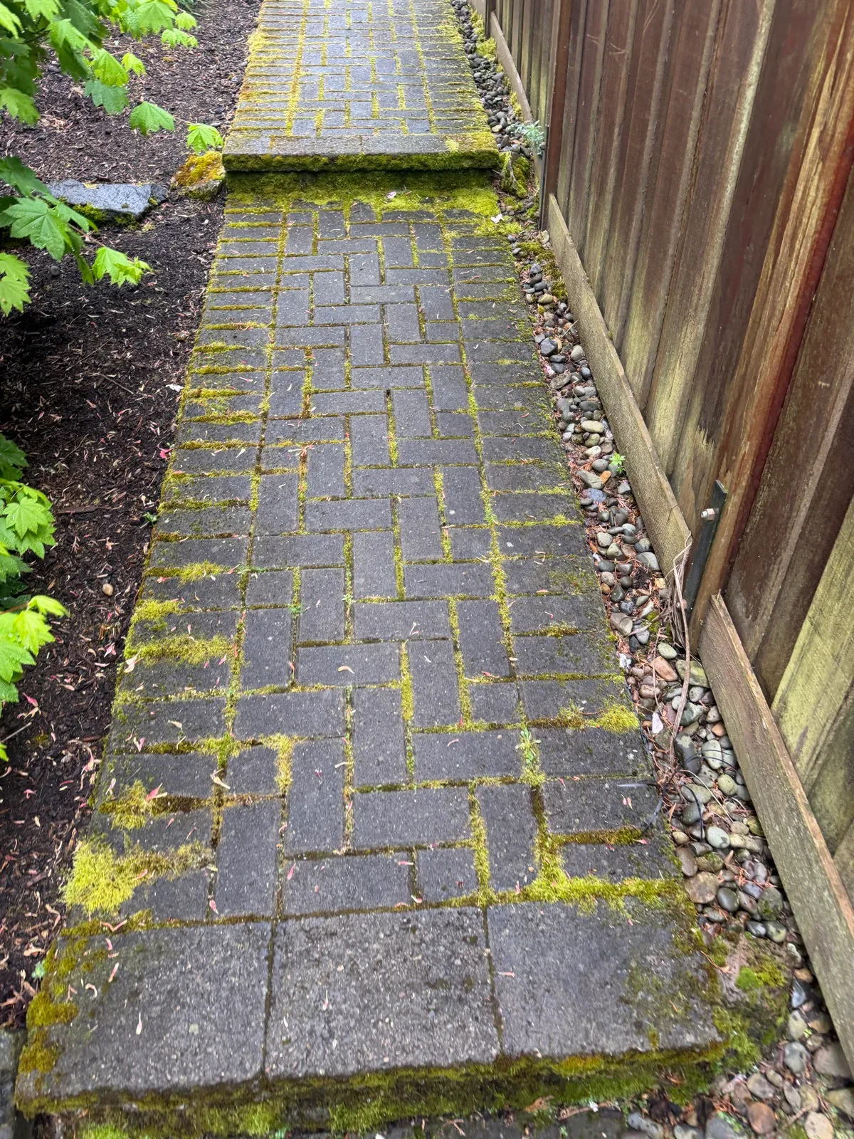 Before: herringbone paver path along a cedar fence, every joint bright with moss