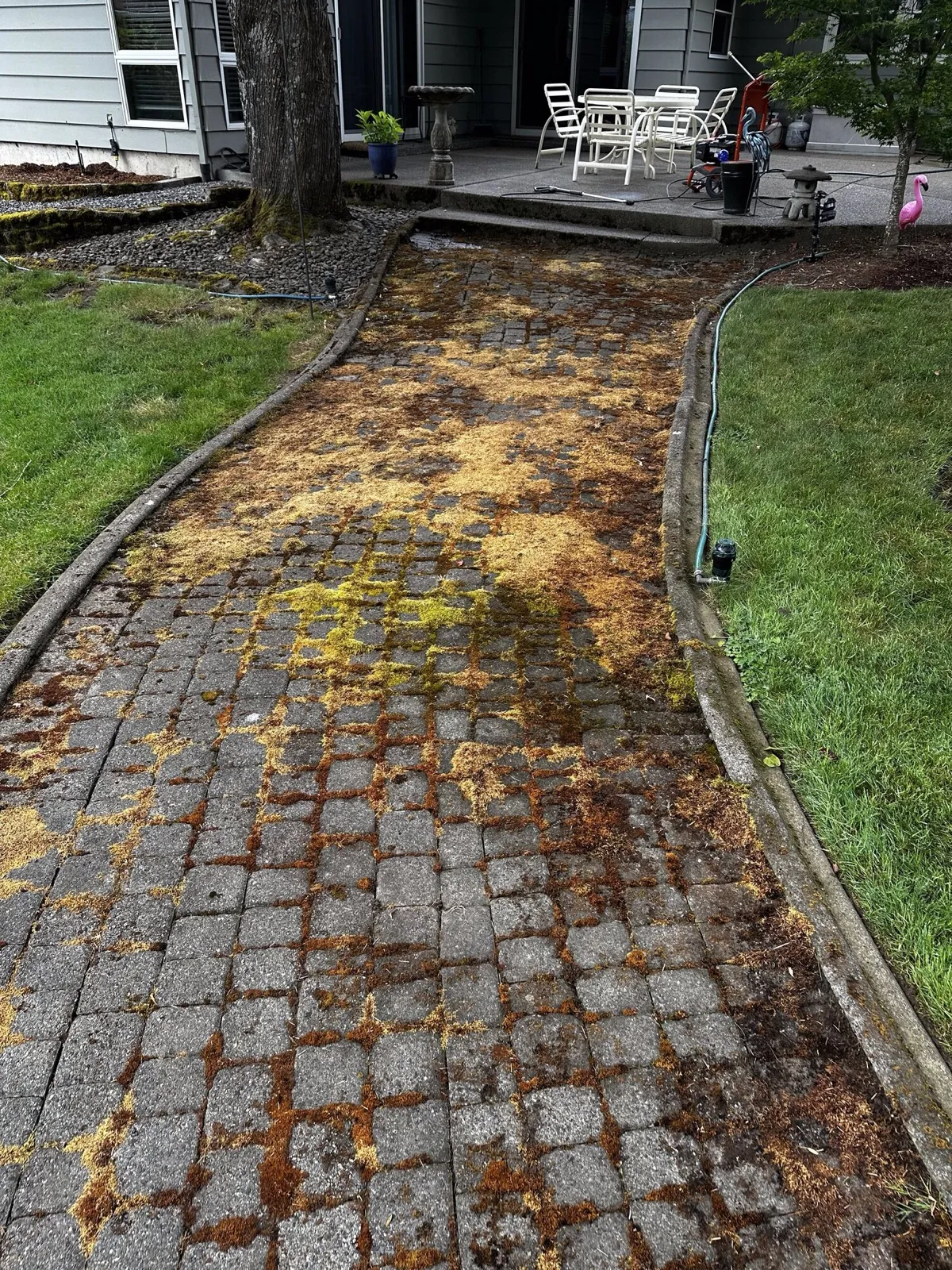 Before: moss-covered paver path leading to a back patio