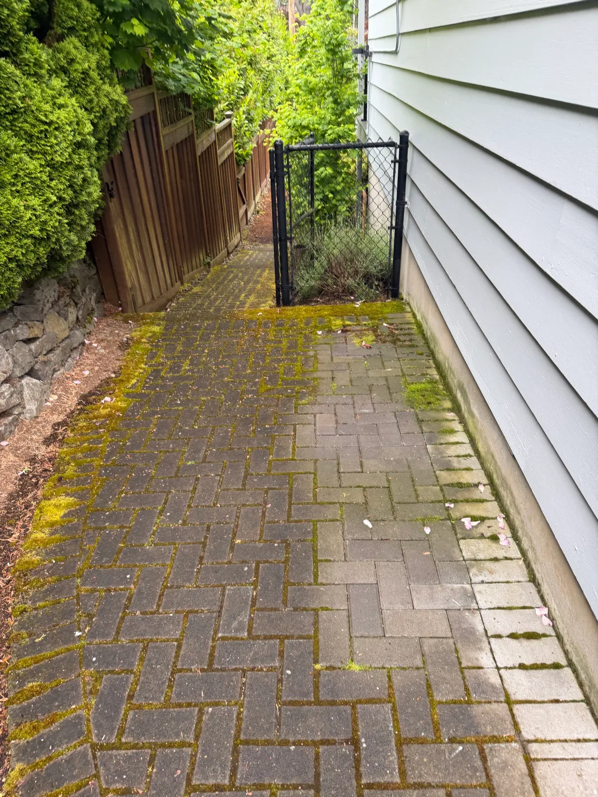 Before: mossy herringbone pavers in a side yard beside lap siding and a black gate