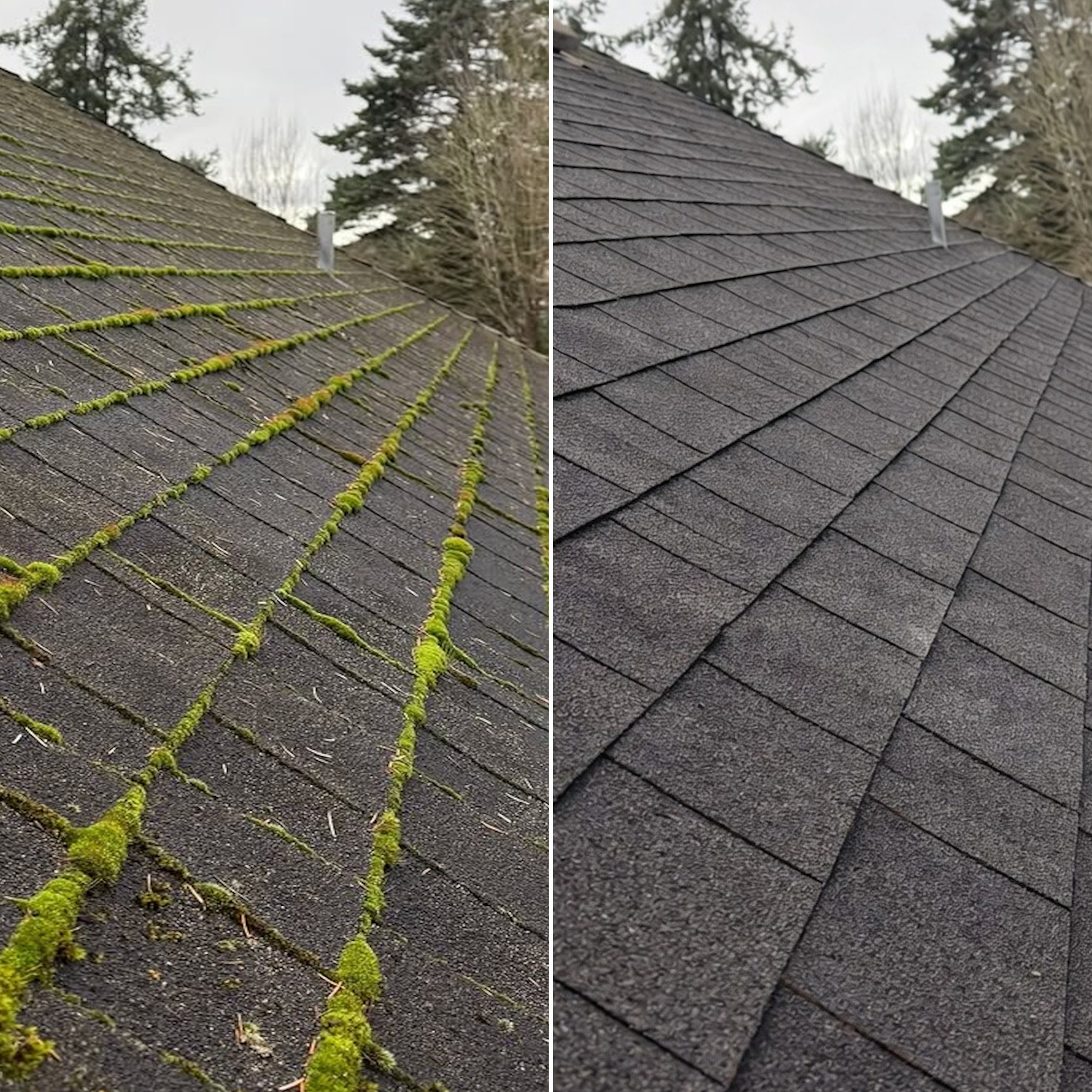 Roof moss removal and soft washing on a Portland, Oregon home